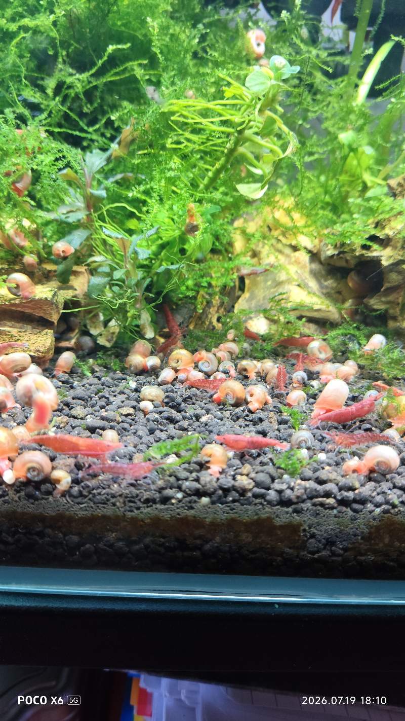 Crevettes red cherry 