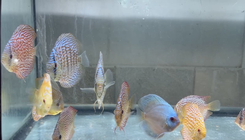 Discus 