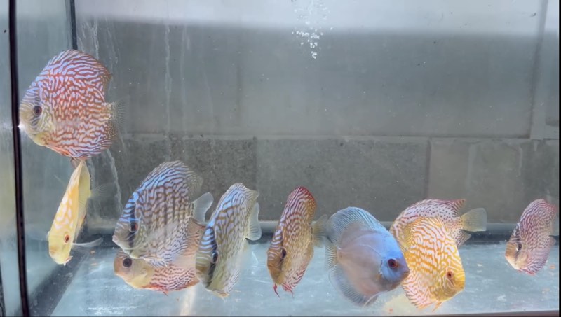 Discus 