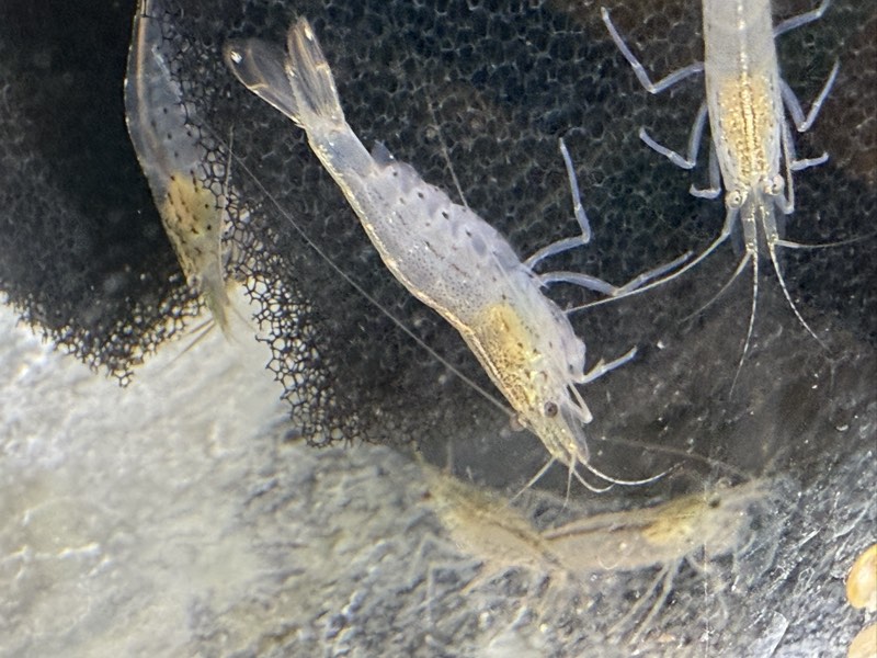Crevette   Japonica Amano 