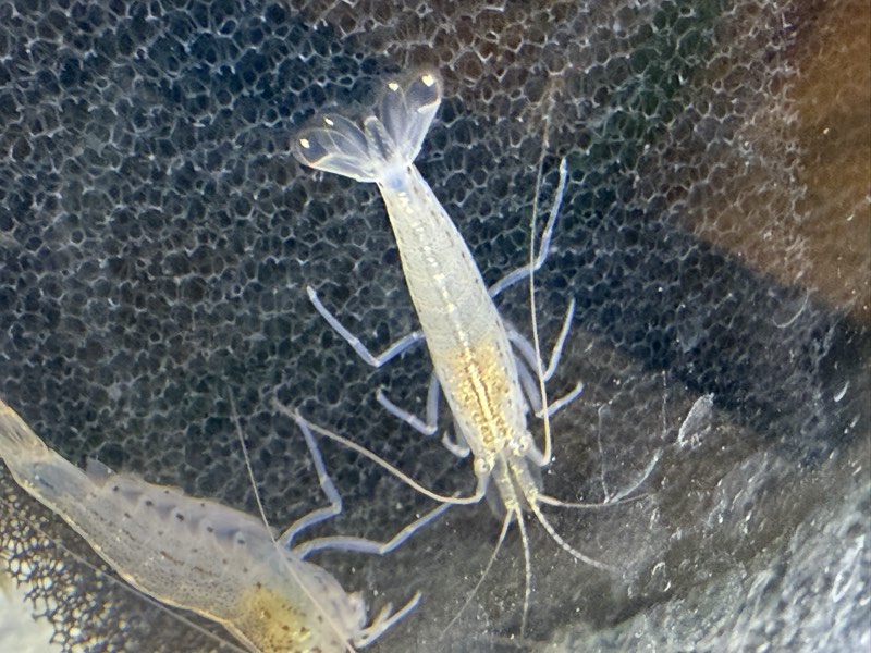 Crevette   Japonica Amano 