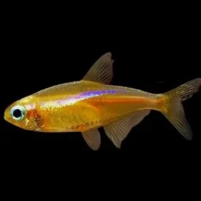 Paracheirodon innesi yellow (néon jaune )