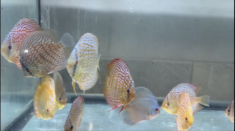 Discus 