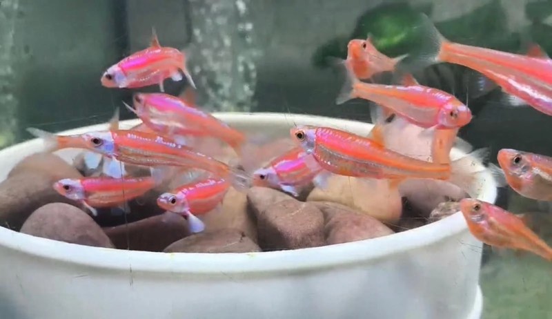 NOTROPIS CHROSOMUS