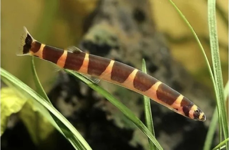 PANGIO KUHILI
