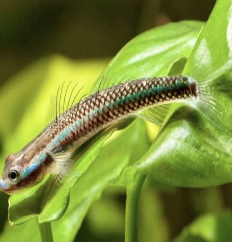 STIPHODON SP. UNDIO BLUEU