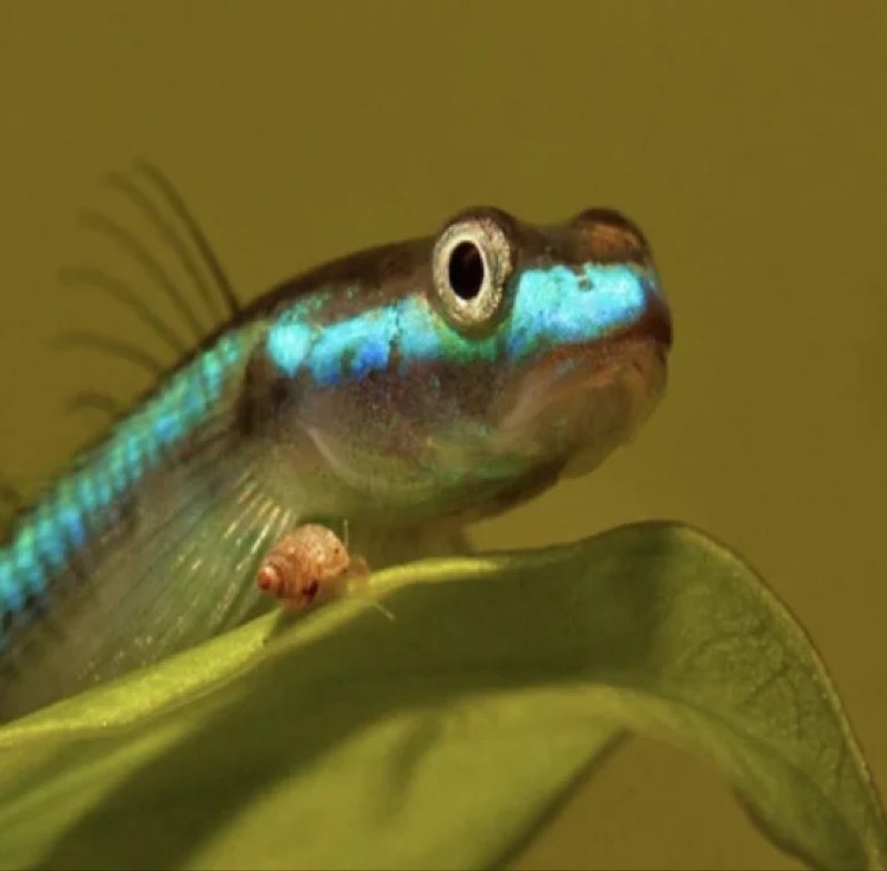 STIPHODON SP. UNDIO BLUEU