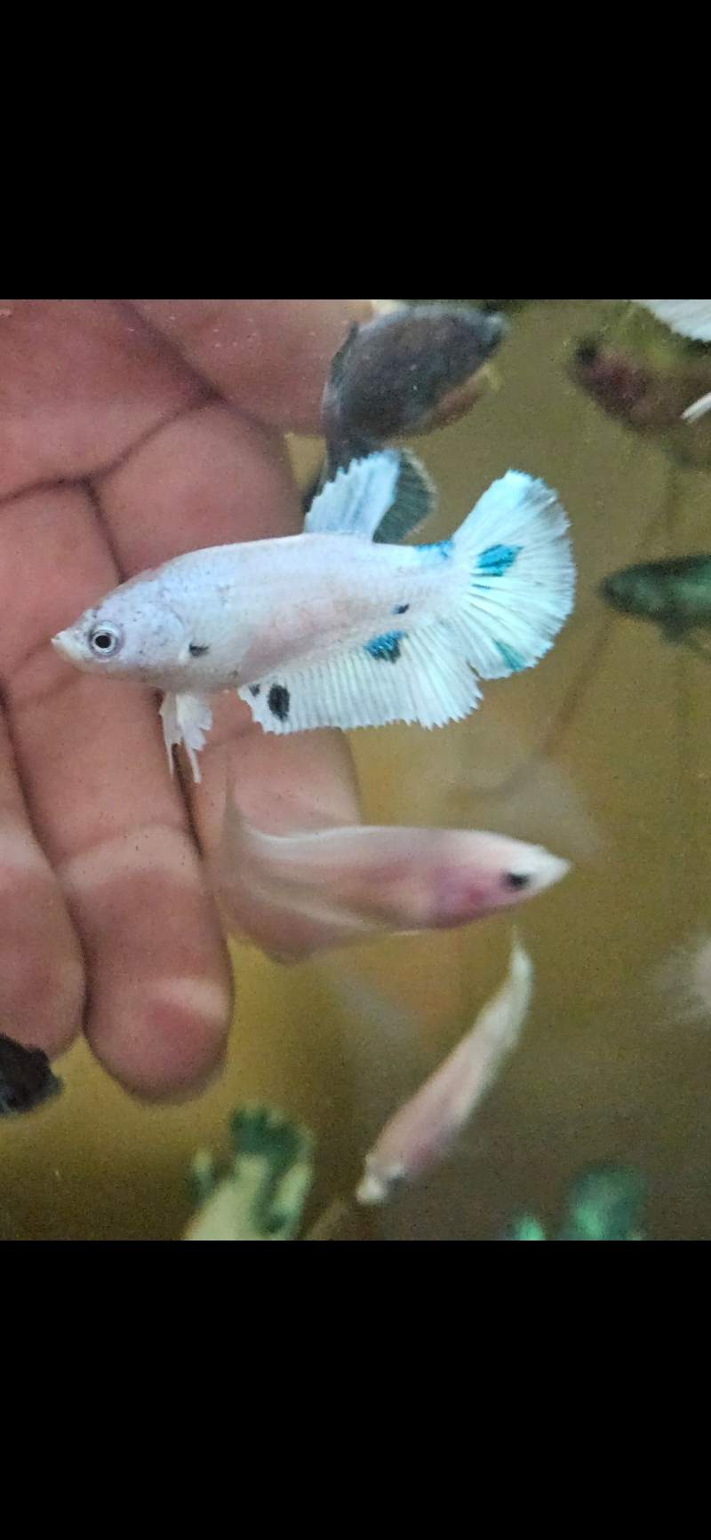 Bettas plakats