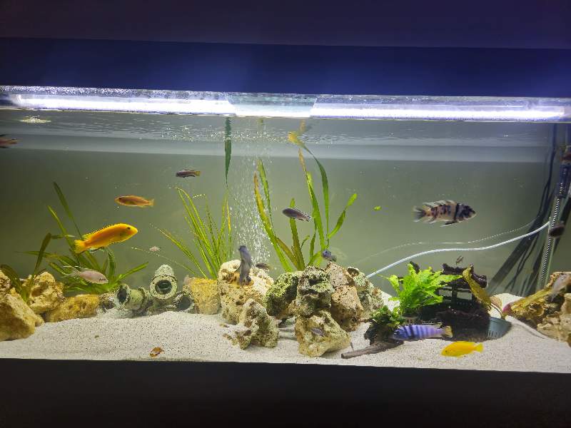Mbuna malawi