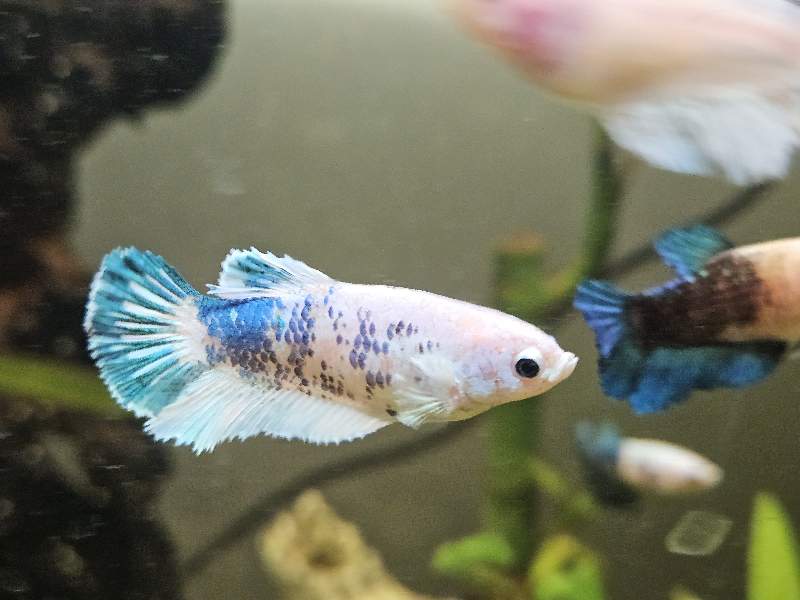 Bettas plakats