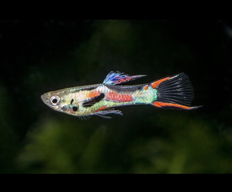 Guppys Endler à 