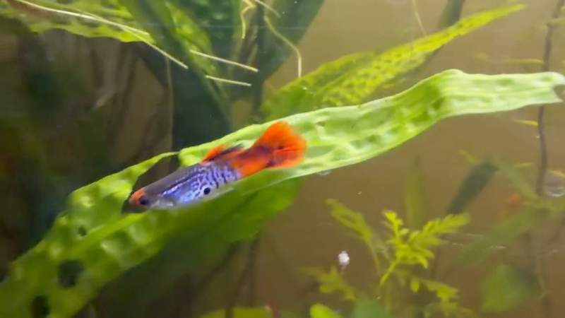 Guppys