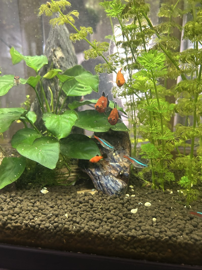 Alevin platy 