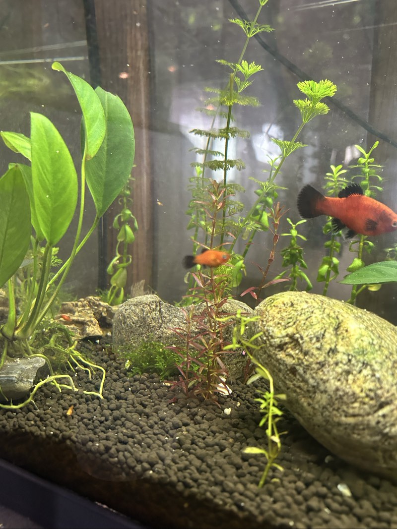Alevin platy 