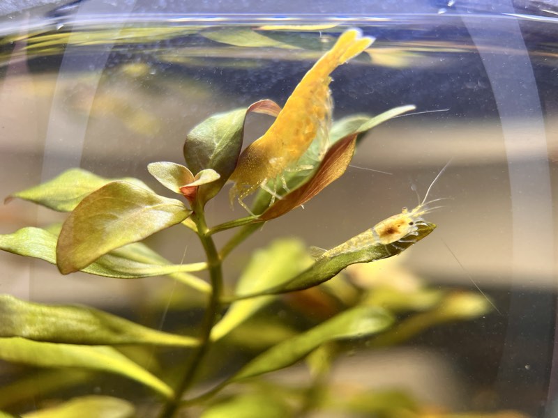 Crevettes yellow