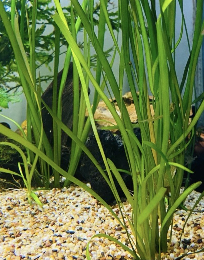 Vallisneria