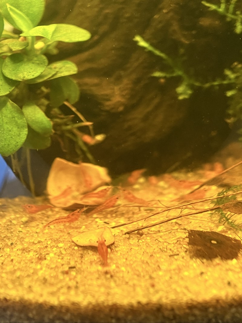 Crevettes red fire 