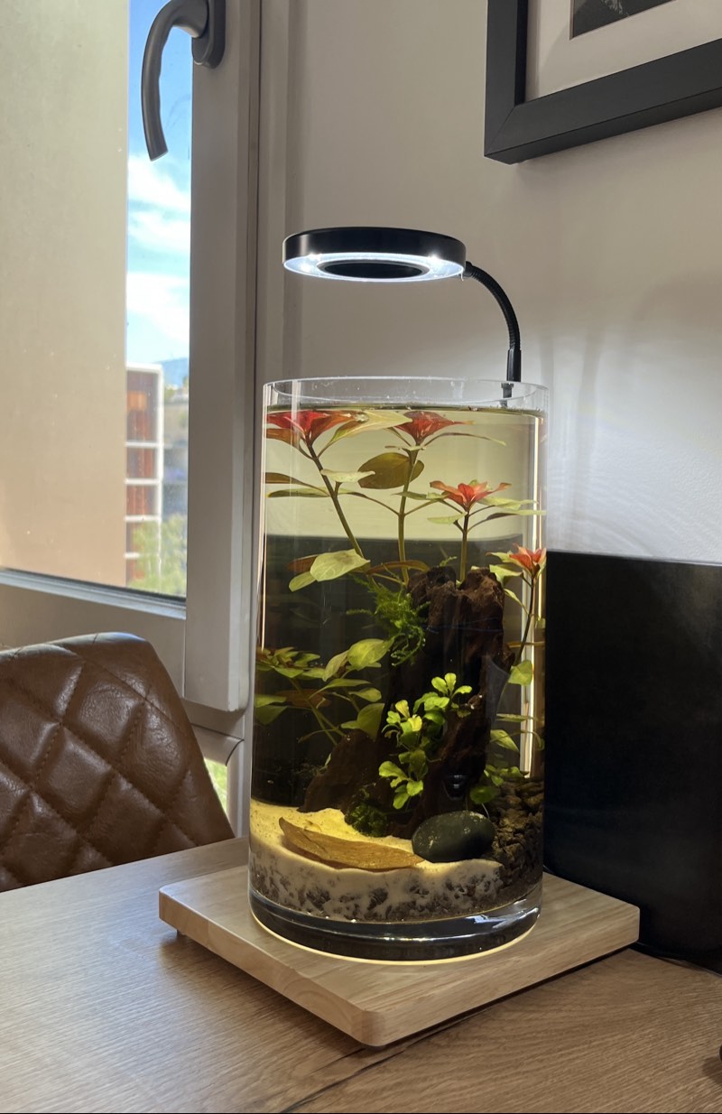 Kit crevettes - jardin aquatique