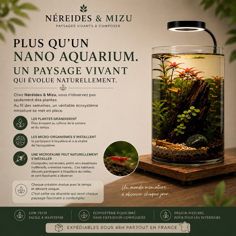 Kit crevettes - jardin aquatique