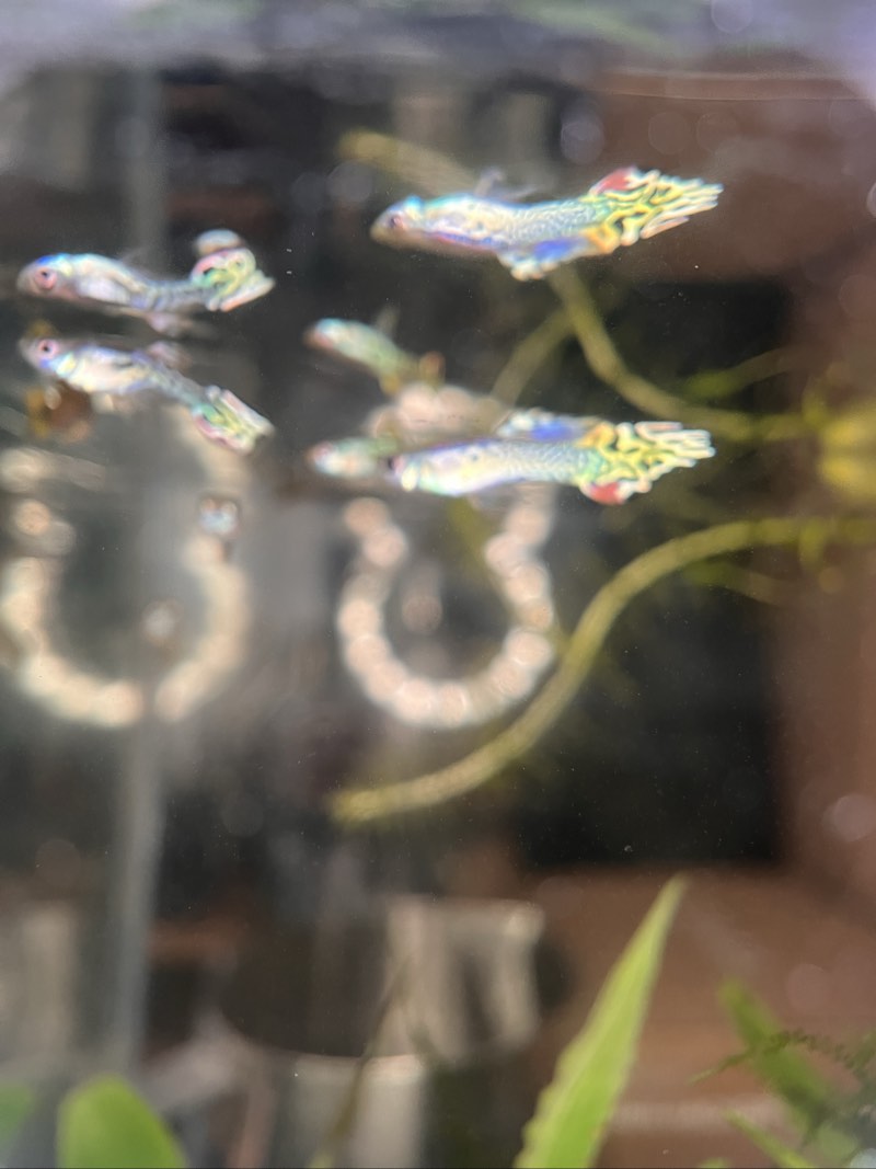 Guppys hybrides juveniles