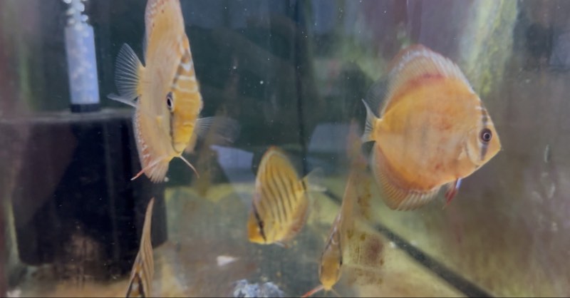 Bébés discus alenquer 