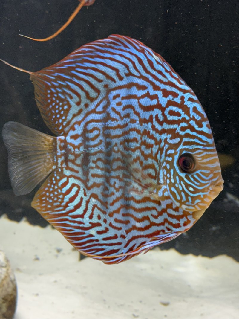 Bébés discus