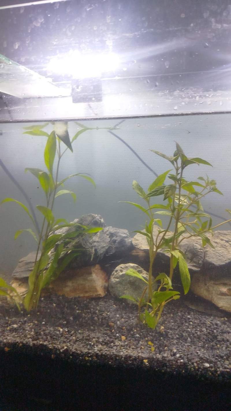 Plante Aquarium 