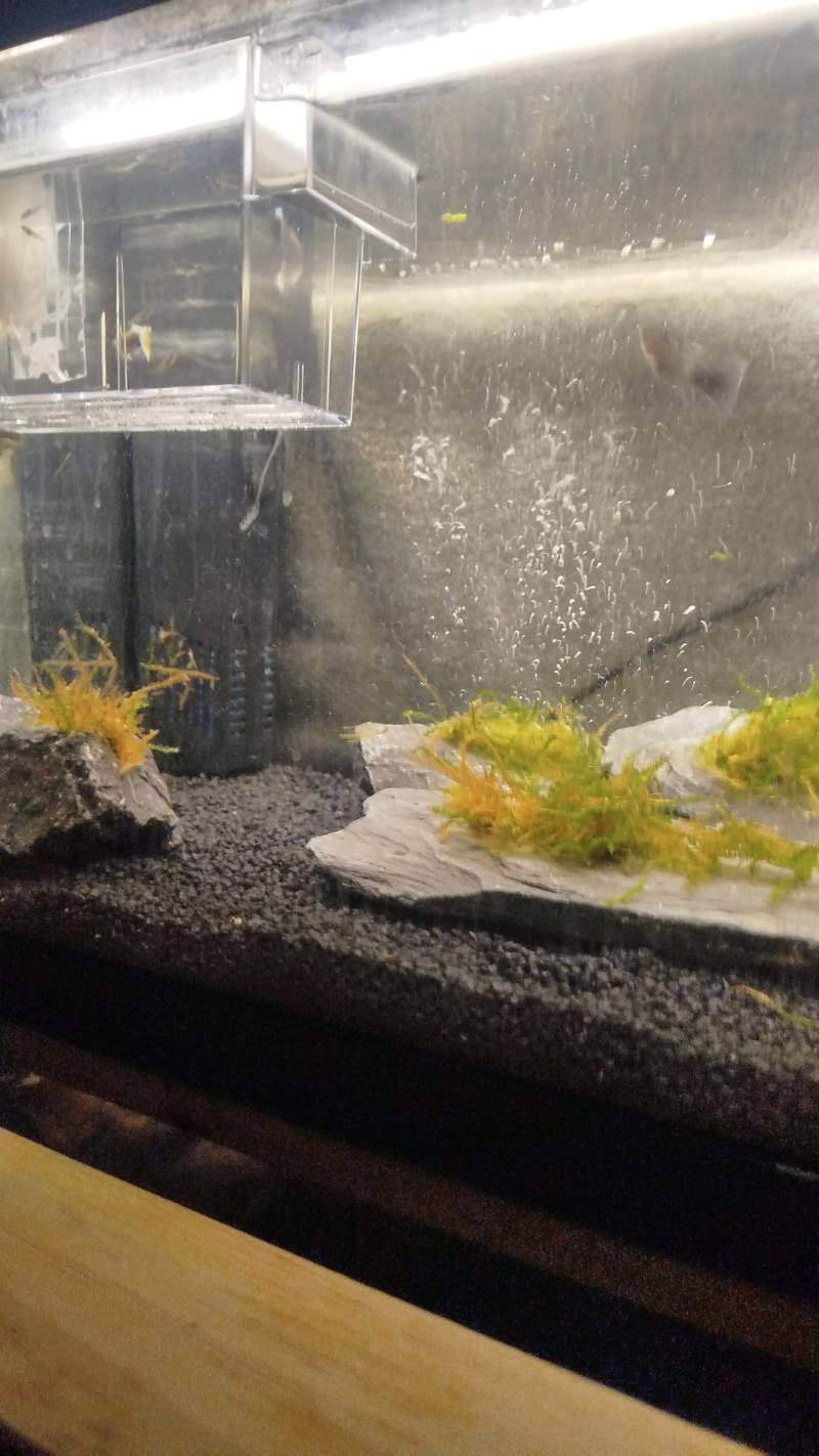 Plante Aquarium 