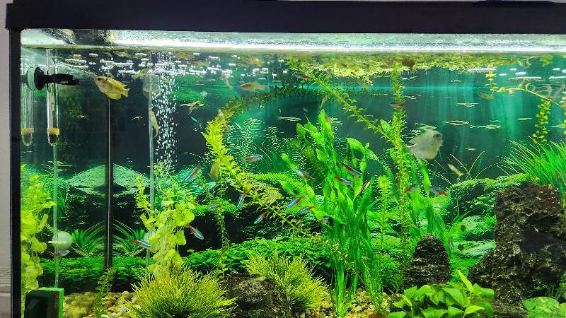 GuppY Léopard disponible 