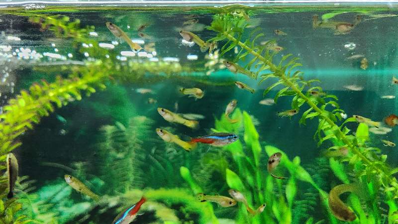 GuppY Léopard disponible 