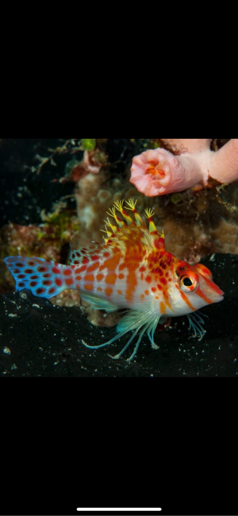 Poisson faucon ( marin)