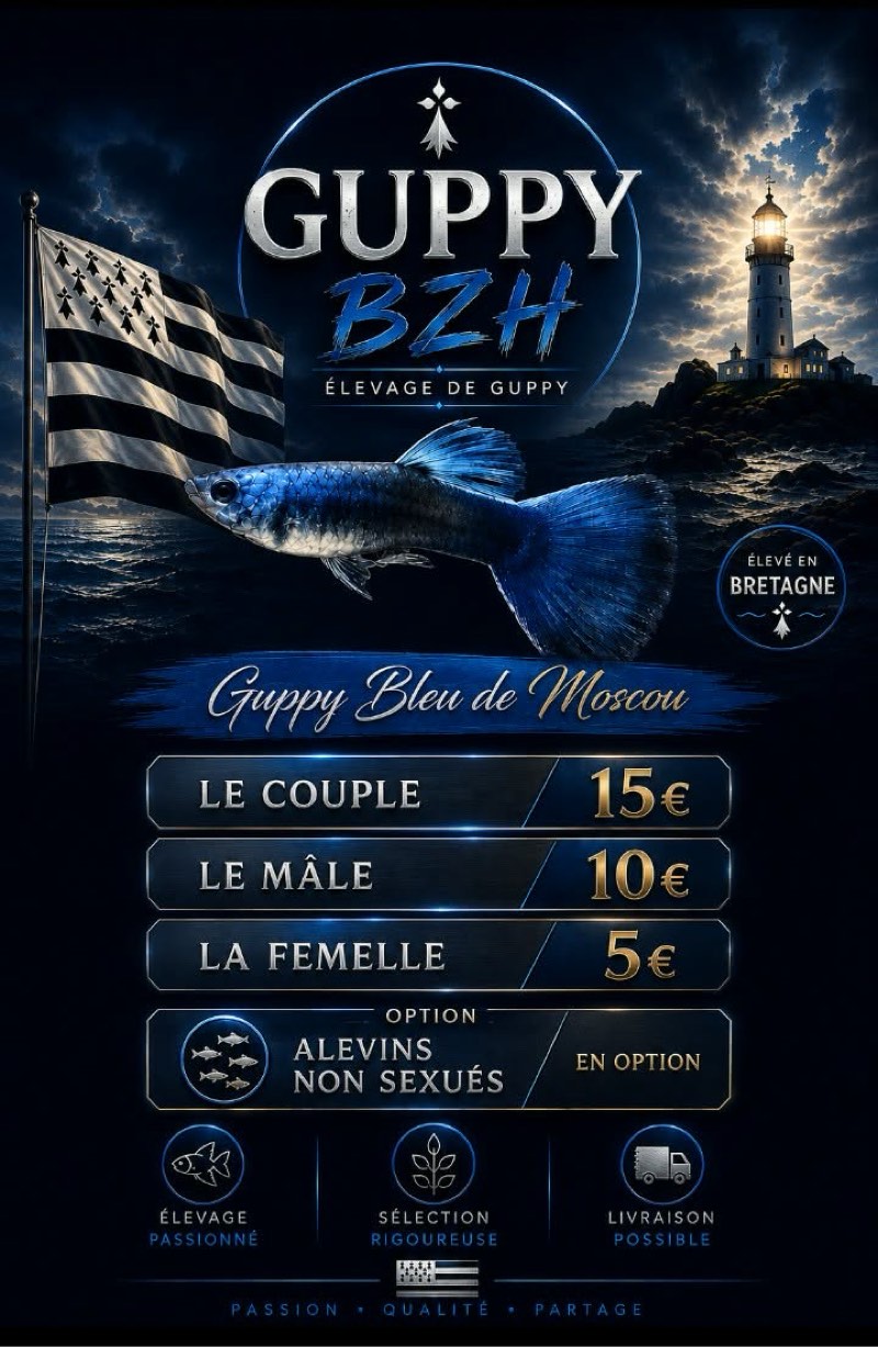 Guppy blue moscow 