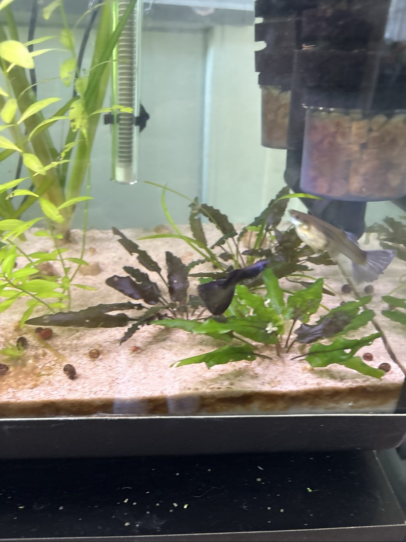 Guppy blue moscow 