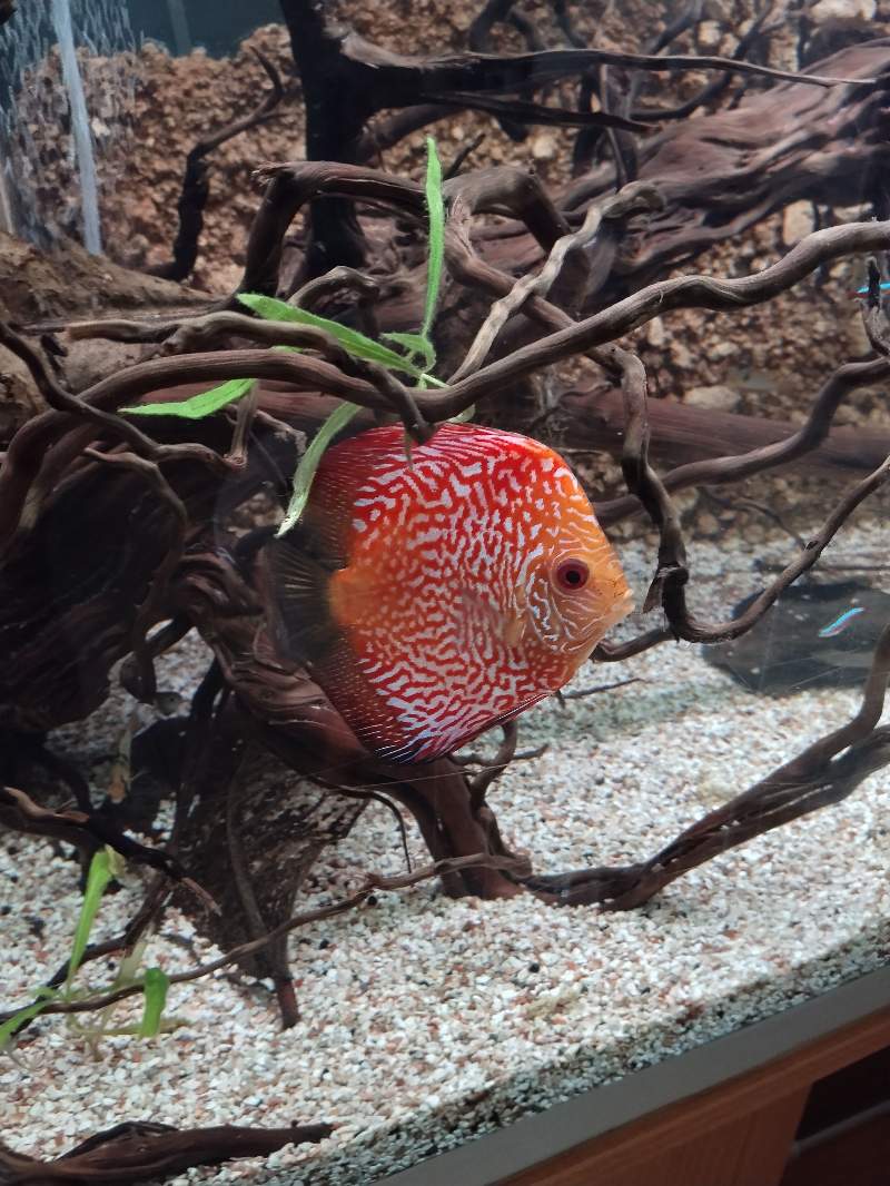Poisson discus pigeon