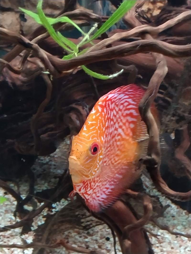 Poisson discus pigeon
