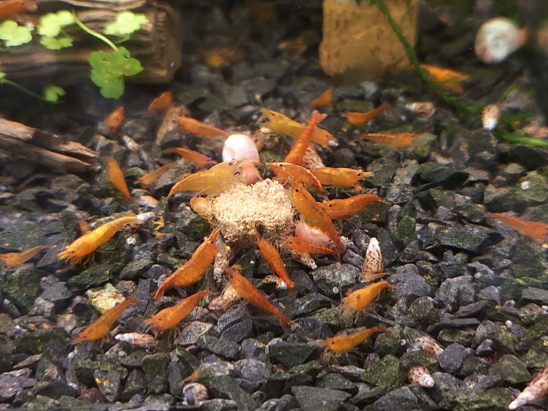 Crevettes Neocaridina rouge, orange, jaune ou bleu