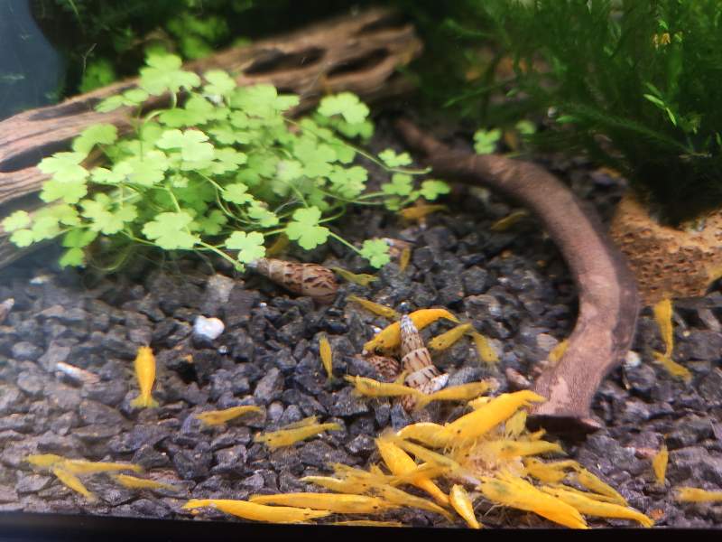 Crevettes Neocaridina rouge, orange, jaune ou bleu