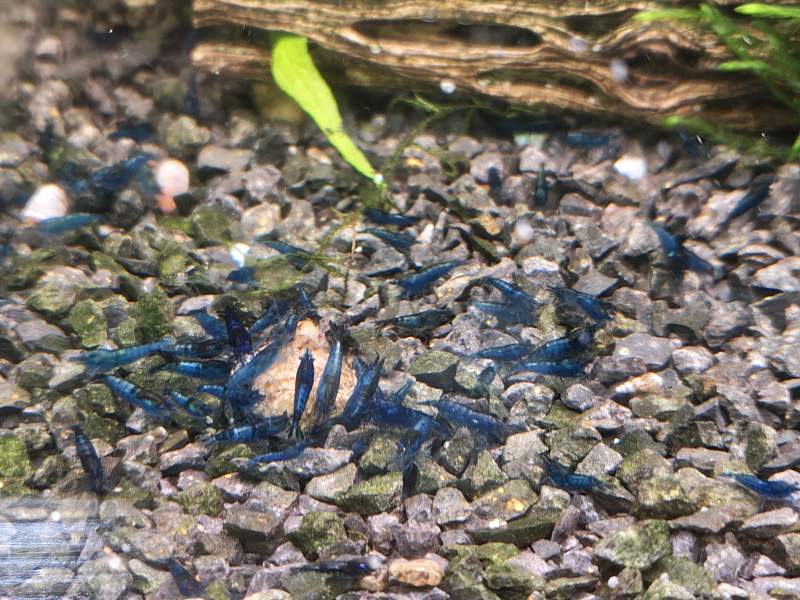 Crevettes Neocaridina rouge, orange, jaune ou bleu