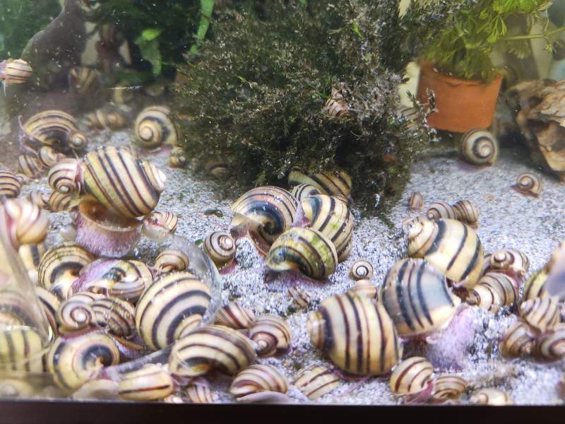 Escargots Asolene Spixii 