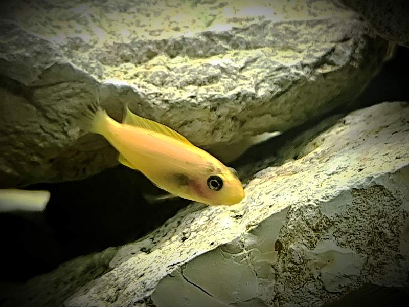 Labeotropheus trewavasae thumbi west