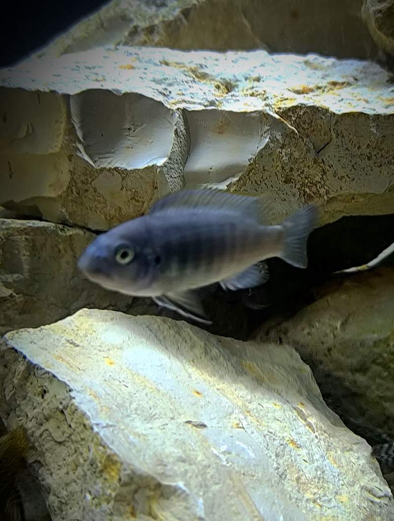 Labeotropheus trewavasae thumbi west