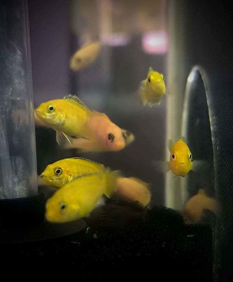 🐟 Jeunes Mbuna du Malawi – F2