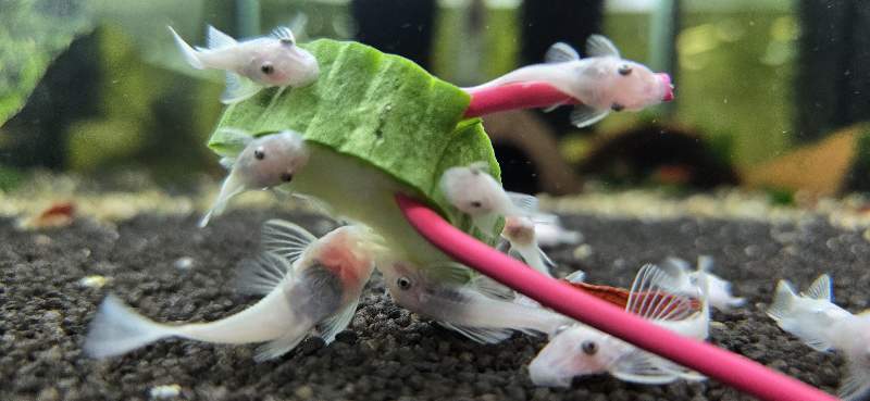 Ancistrus snow white