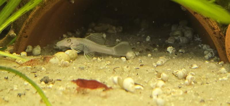 Ancistrus snow white