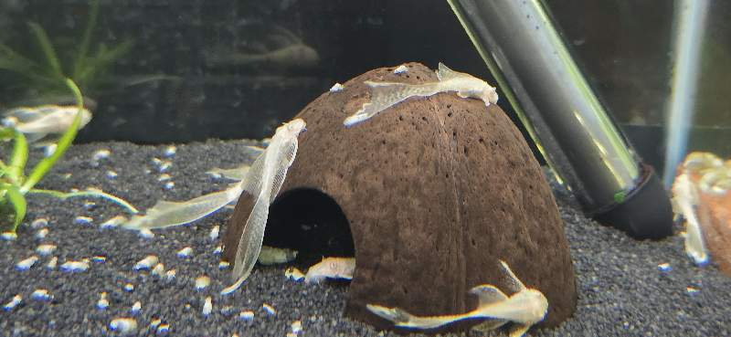 Ancistrus albinos voilés 