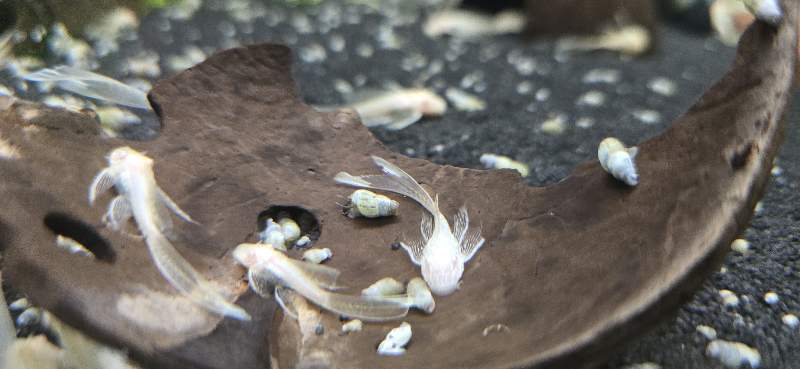 Ancistrus albinos voilés 