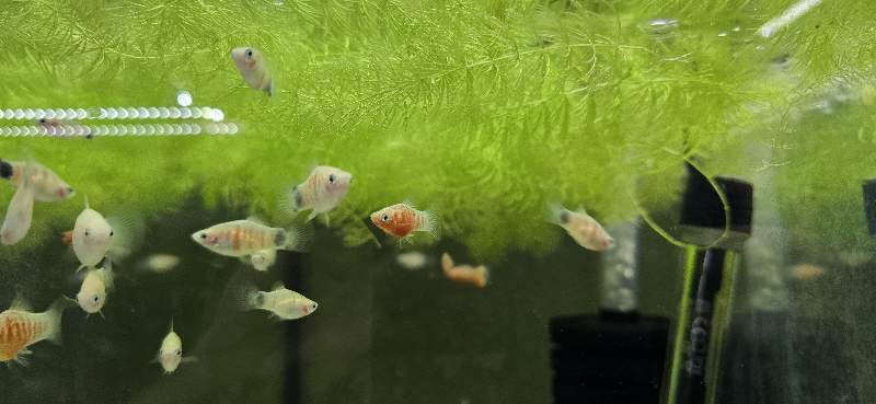 Platy