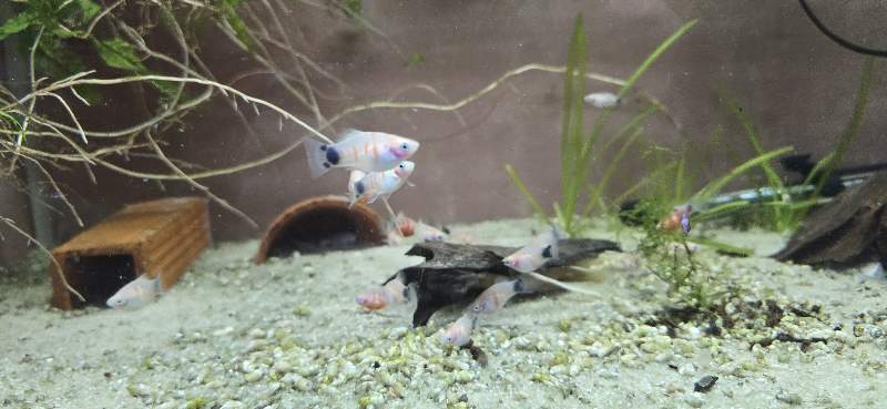 Platy