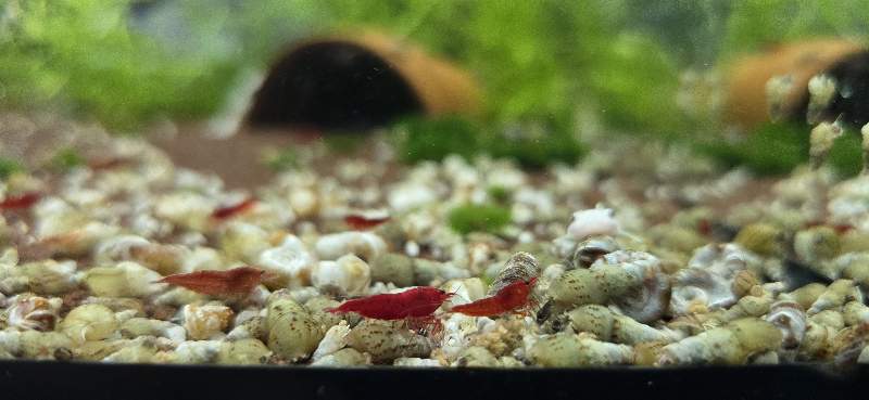 Crevettes red cherry 