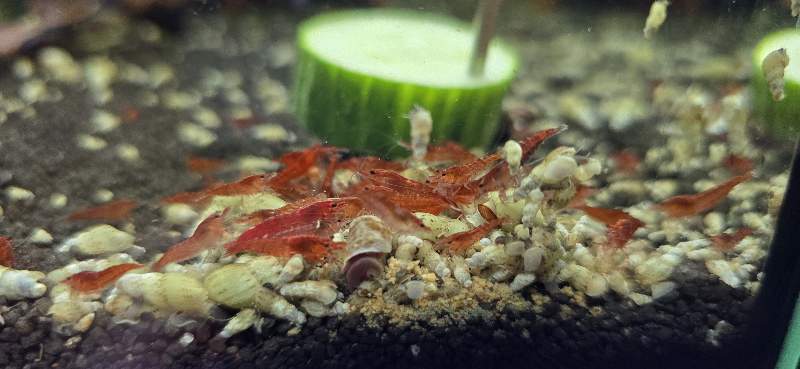 Crevettes red cherry 